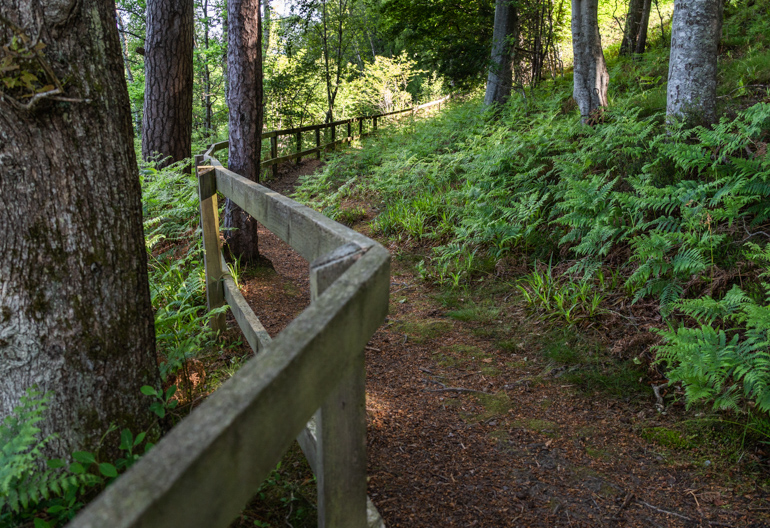 A hiking path along a wooden fence next to a field of ferns in a lush woodland
