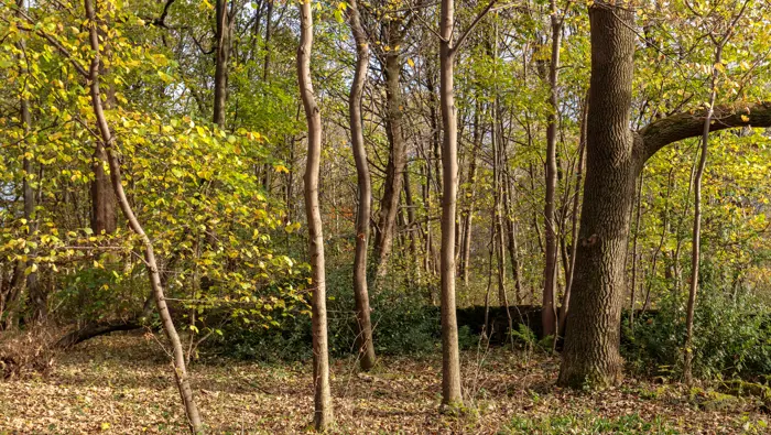 Mixed broadleaves in autumn at Auchenshuggle.