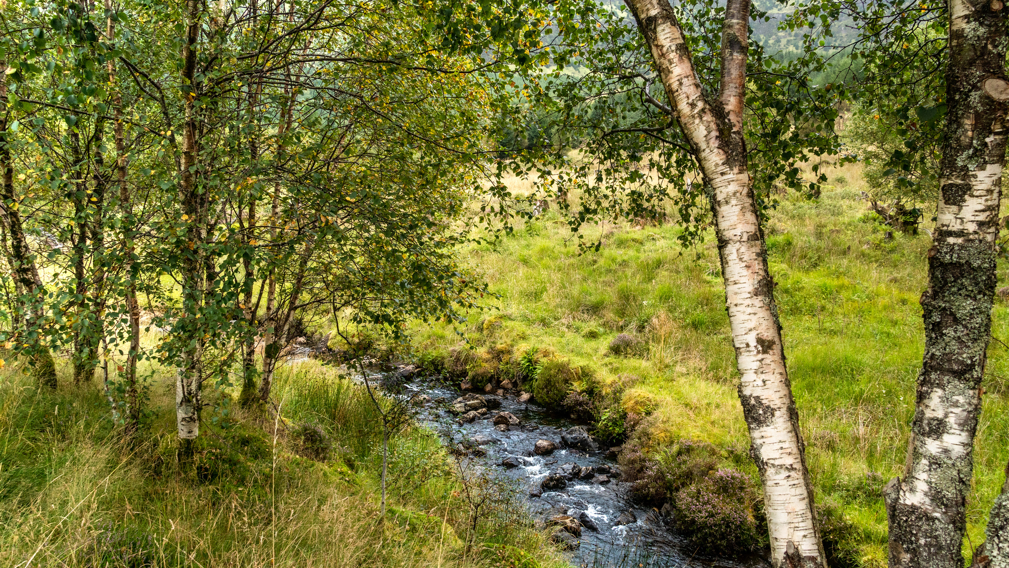 A burn in a meadow with broadleaf trees
