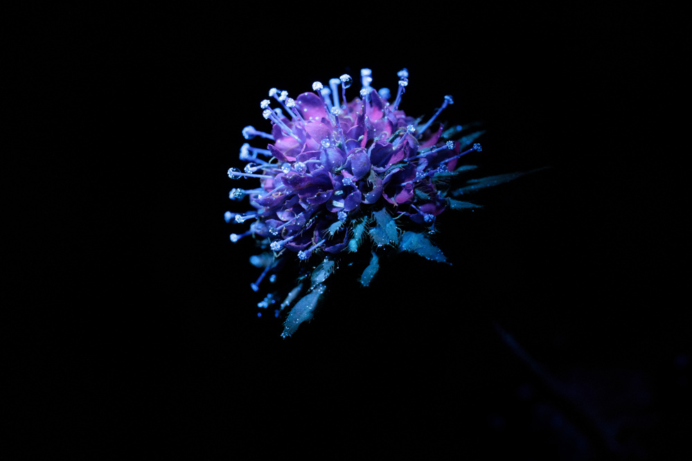 Devil's bit scabious flower under UV light.