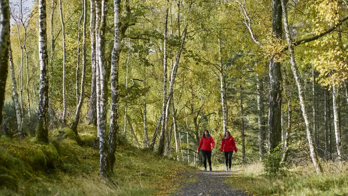 Two people walking along a forest path.