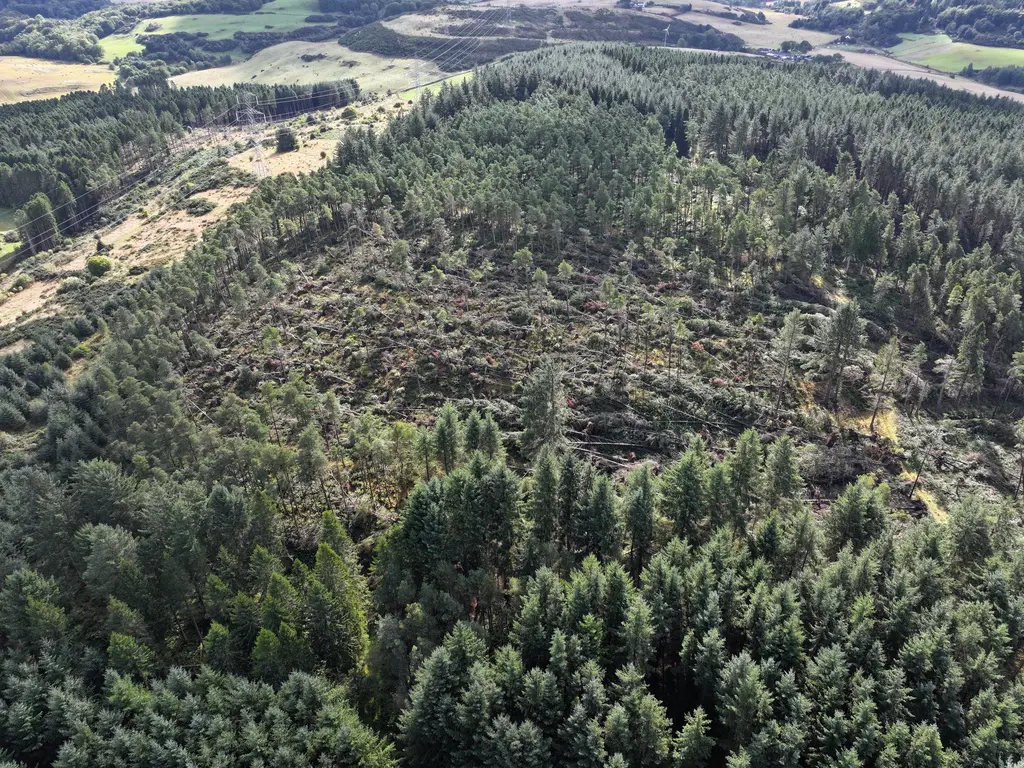 Aerial shot of a forest with windblow present.