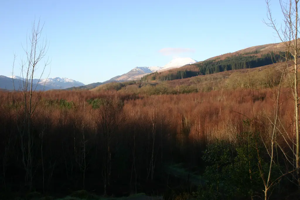 Slopes partially covered by trees and snow-capped mountains in the background