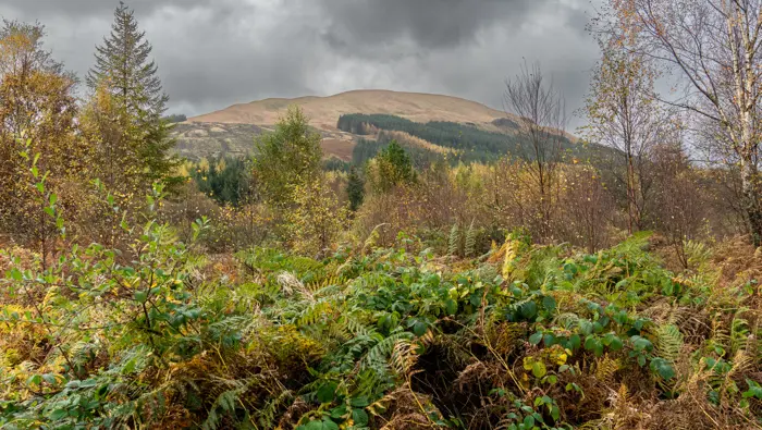 A semi forested hillside woodland behind a forest