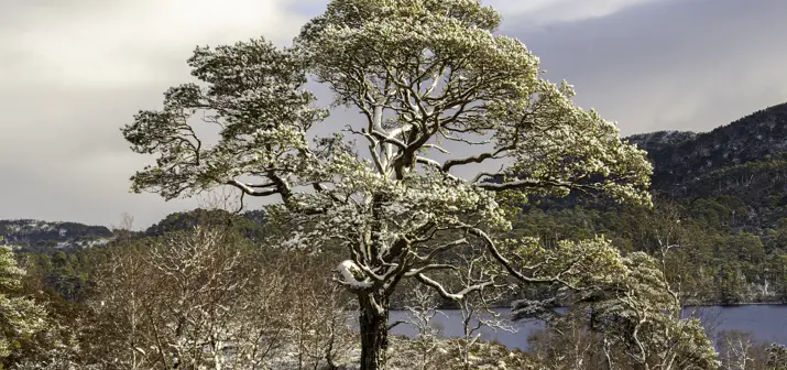 Scots pine tree with loch in the background.