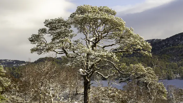 Scots pine tree with loch in the background.