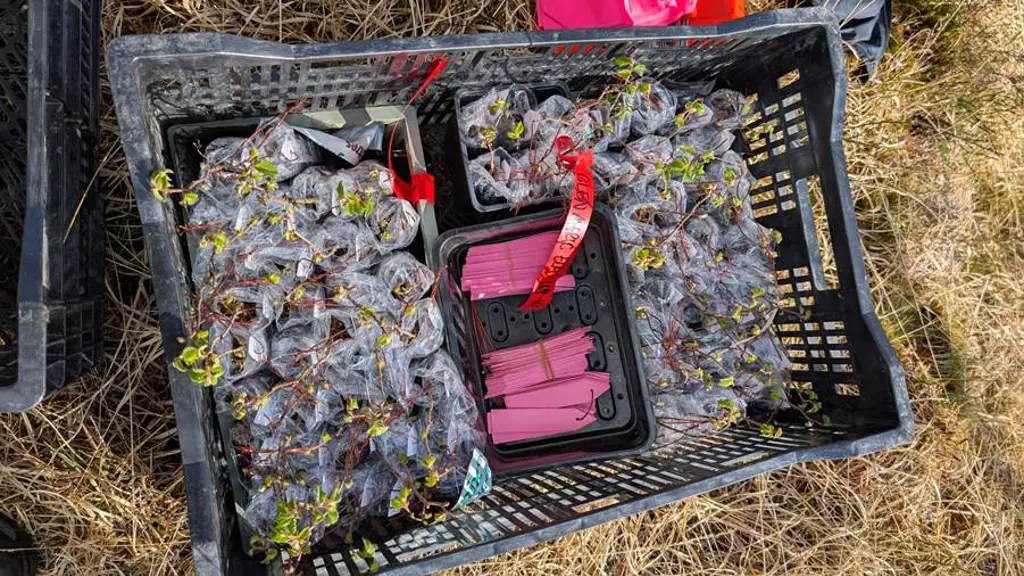 A black plastic crate holding Wych Elm saplings