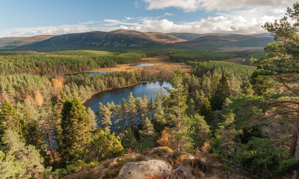 Aerial view of three lochs dotted amongst vast conifer forest and the Cairngorm Mountains, at Uath Lochans