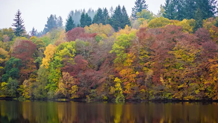 A calm pond in autumn with yellow, brown and evergreen trees behind it.
