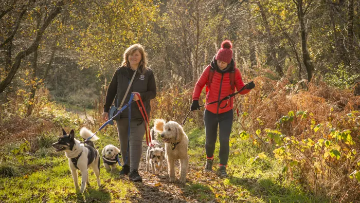 : Two women walking group of dogs on woodland path, Windyhill, Renfrewshire Woods, near Johnstone