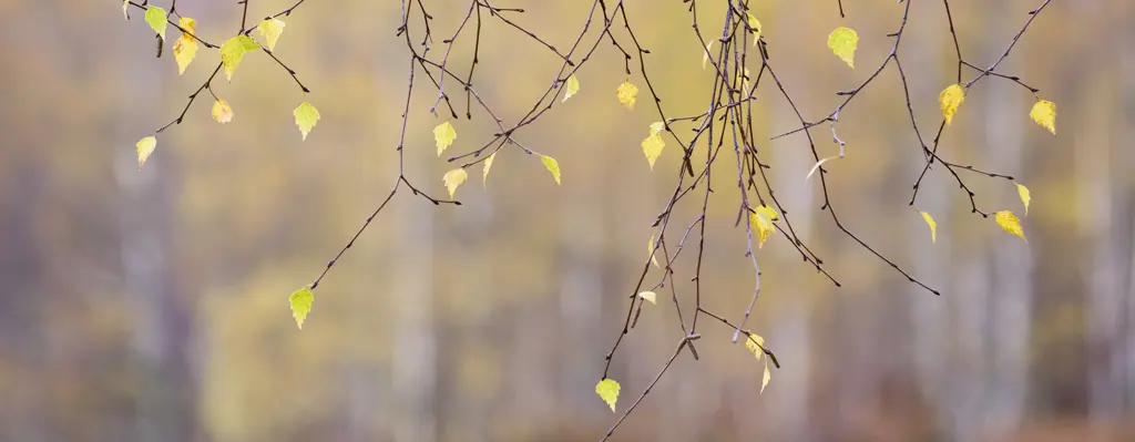 Birch leaves in autumn.