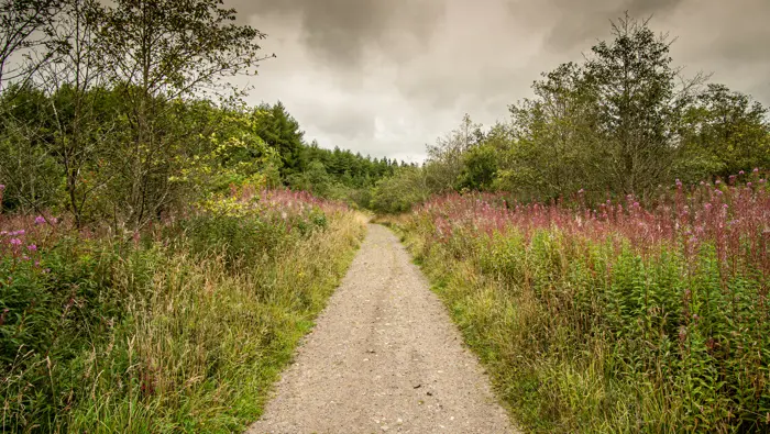 Path through grasses and flowers with dense trees in the background.