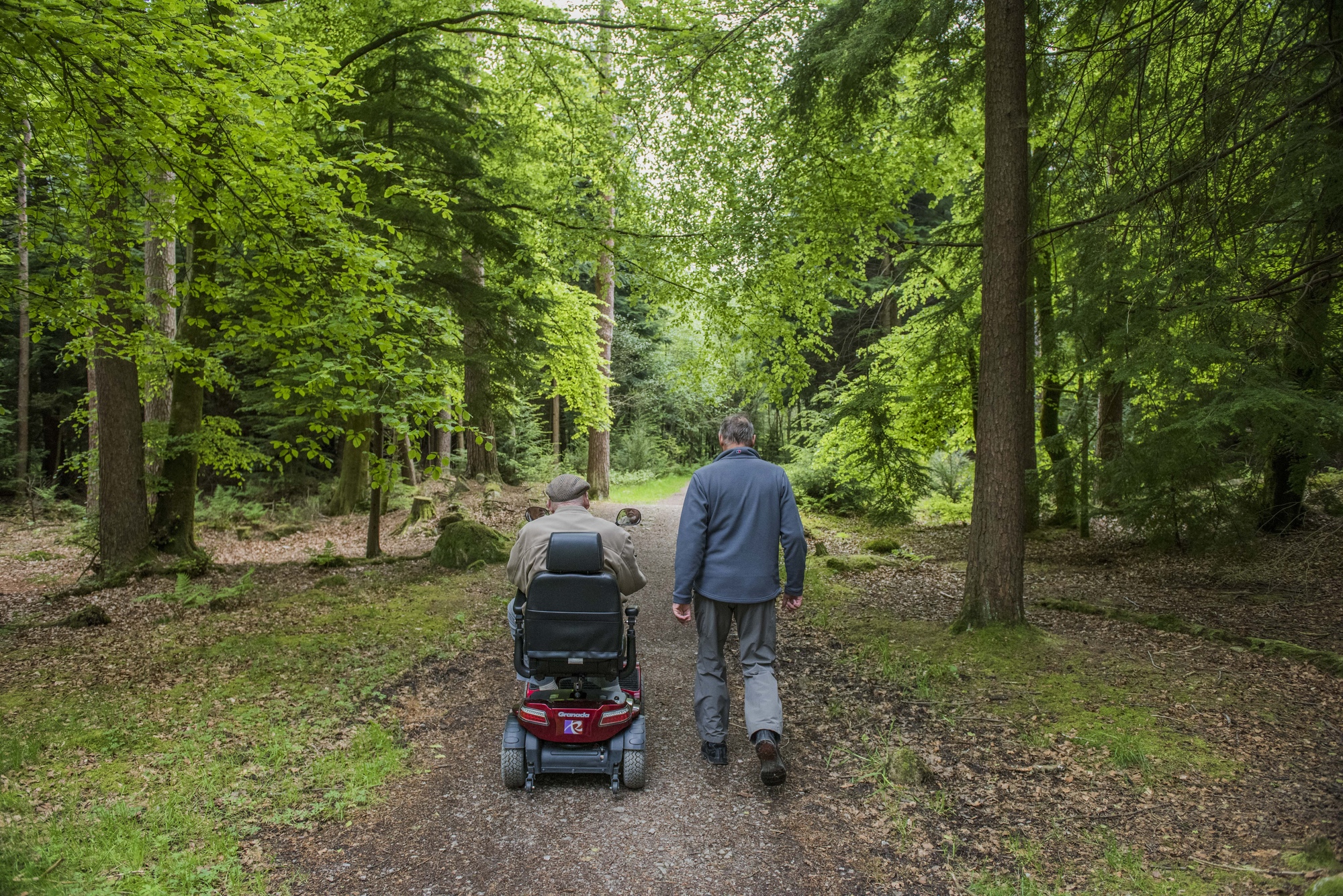  Rear view of mature man walking beside elderly man riding in mobility scooter on tree lined path, Dalbeattie Forest, near Dumfries