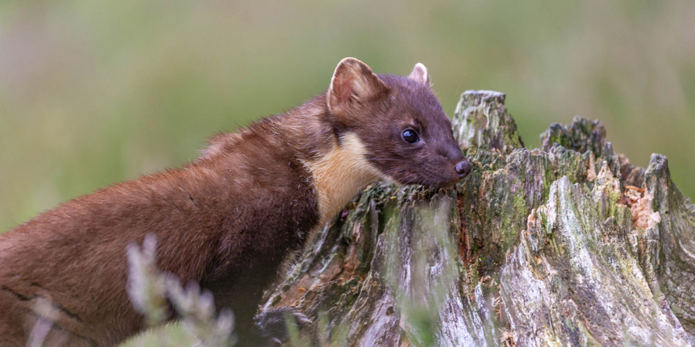 Pine marten on a tree stump