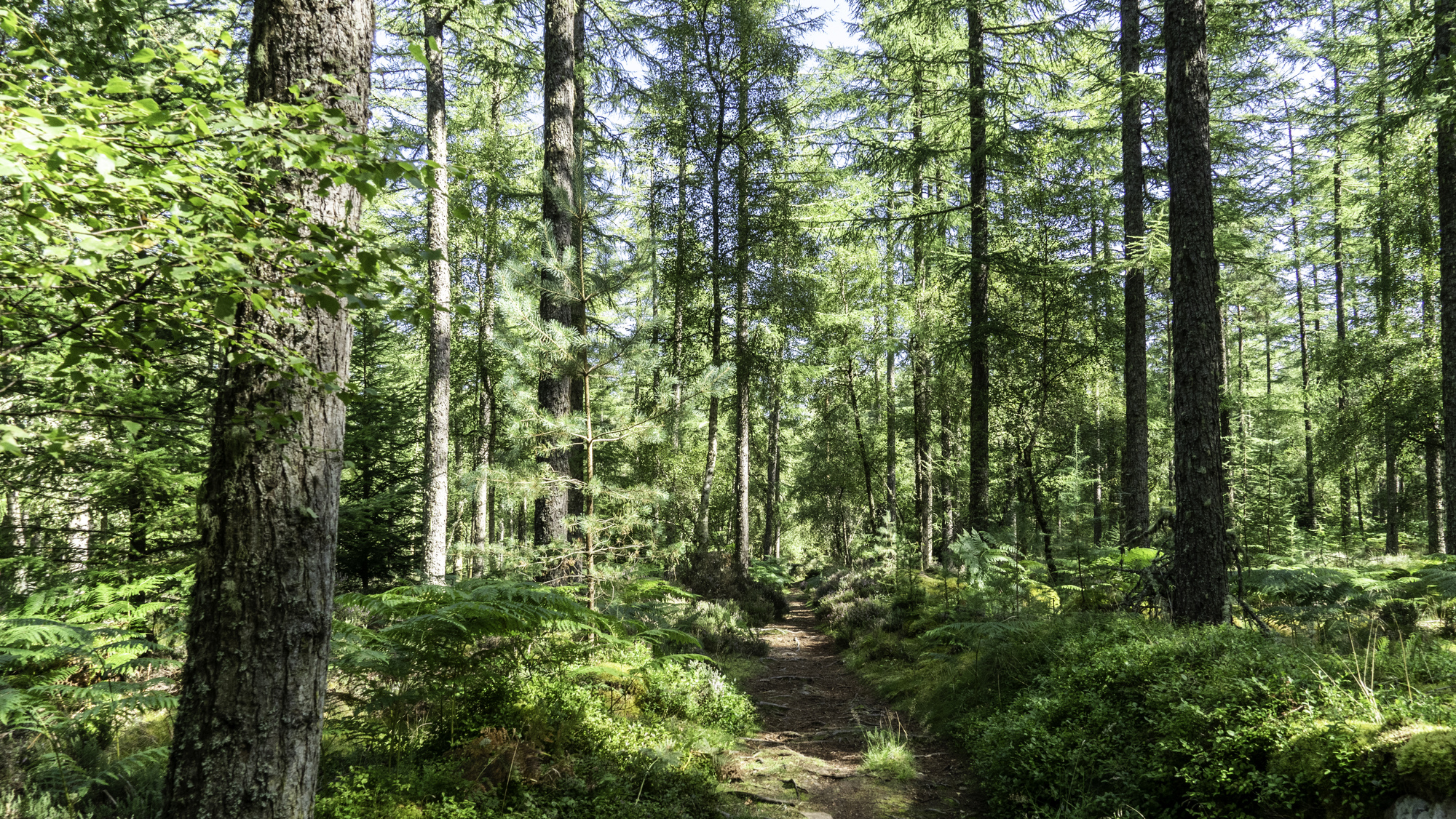 A path through a mixed forest in summer