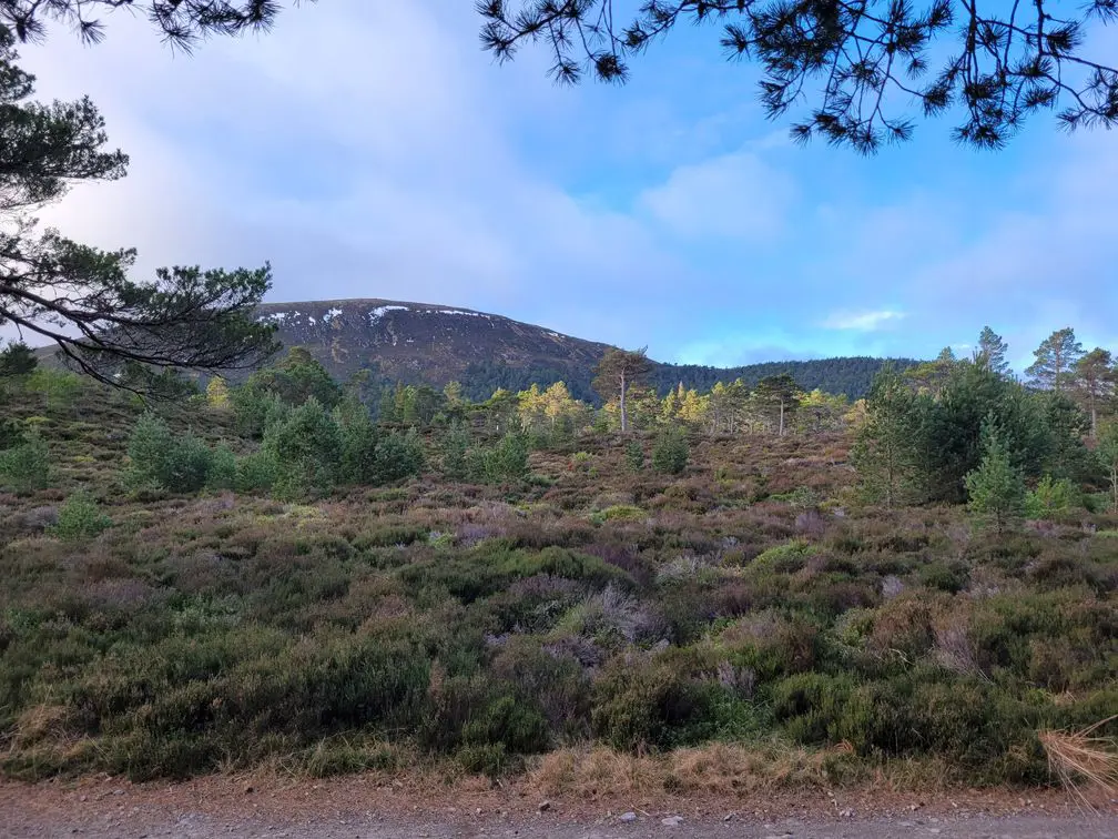 Landscape view of young trees against a hillside and blue sky