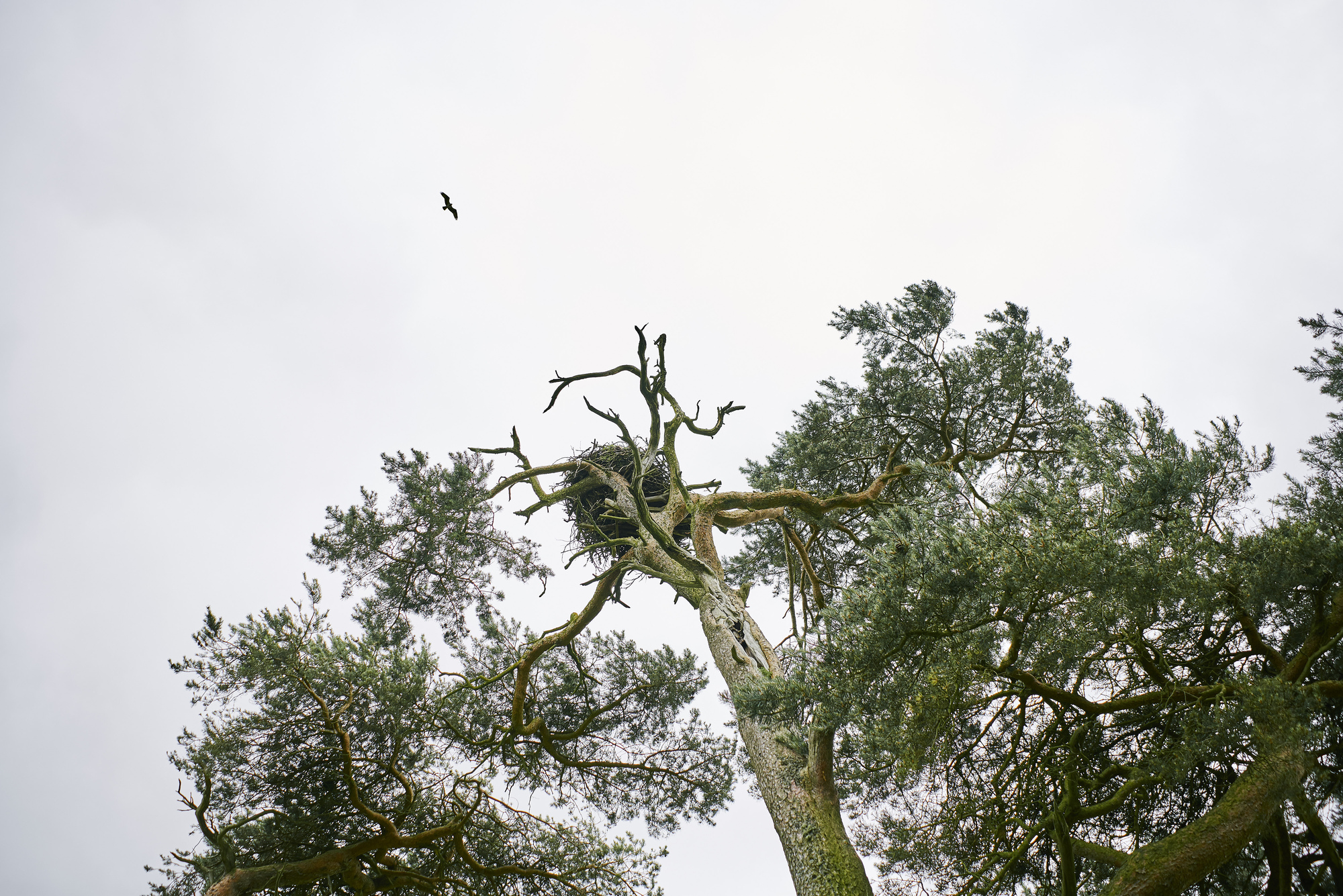 View of osprey nest at top of tree with bird flying overhead Tweed Valley Forest
