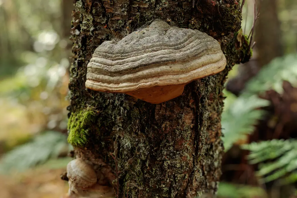Hoof fungus on a tree in the forest.