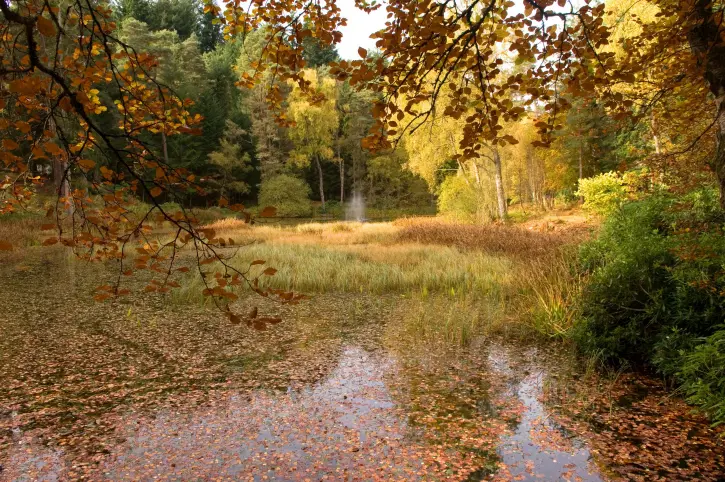 Forest scene with trees with various coloured leaves,  still body of water and lots of green foliage