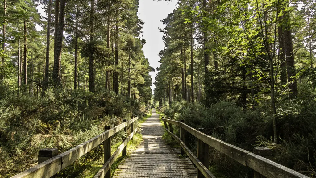 A bridge pathway through a forest.