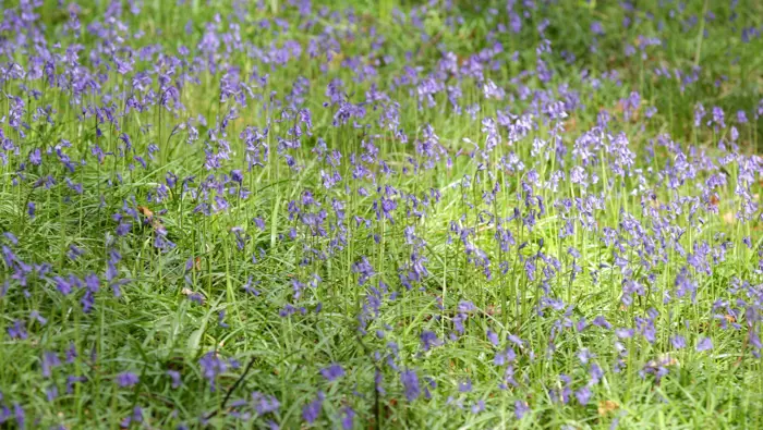 Bluebells in a forest.