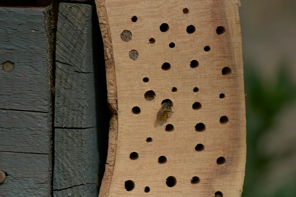 Bee hotel with range of hole sizes.