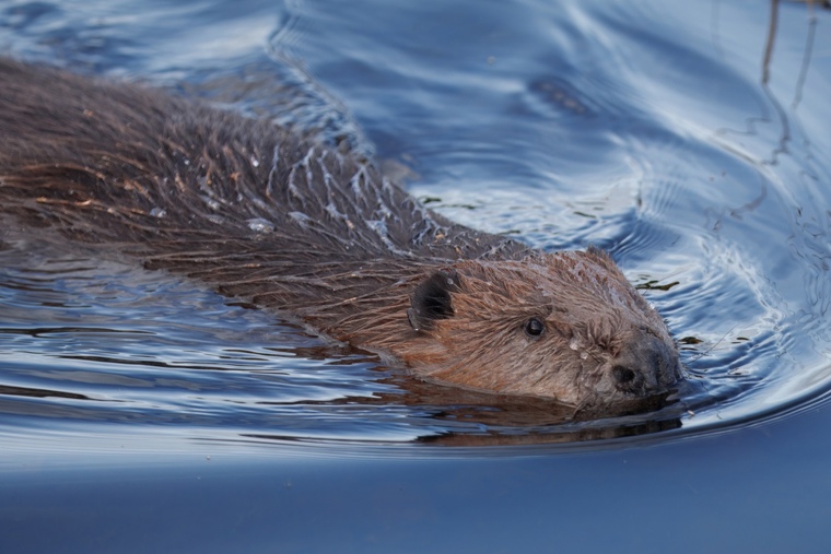 A beaver swimming