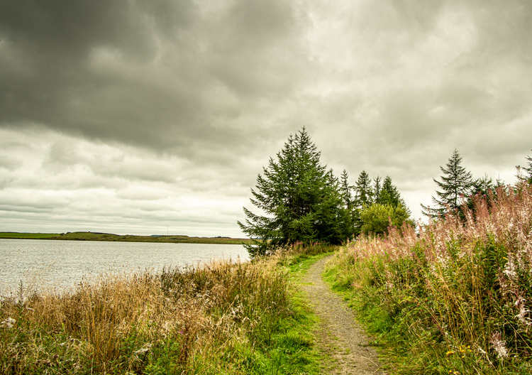  A walkway through a mixed woodland with a loch, flowers and grass