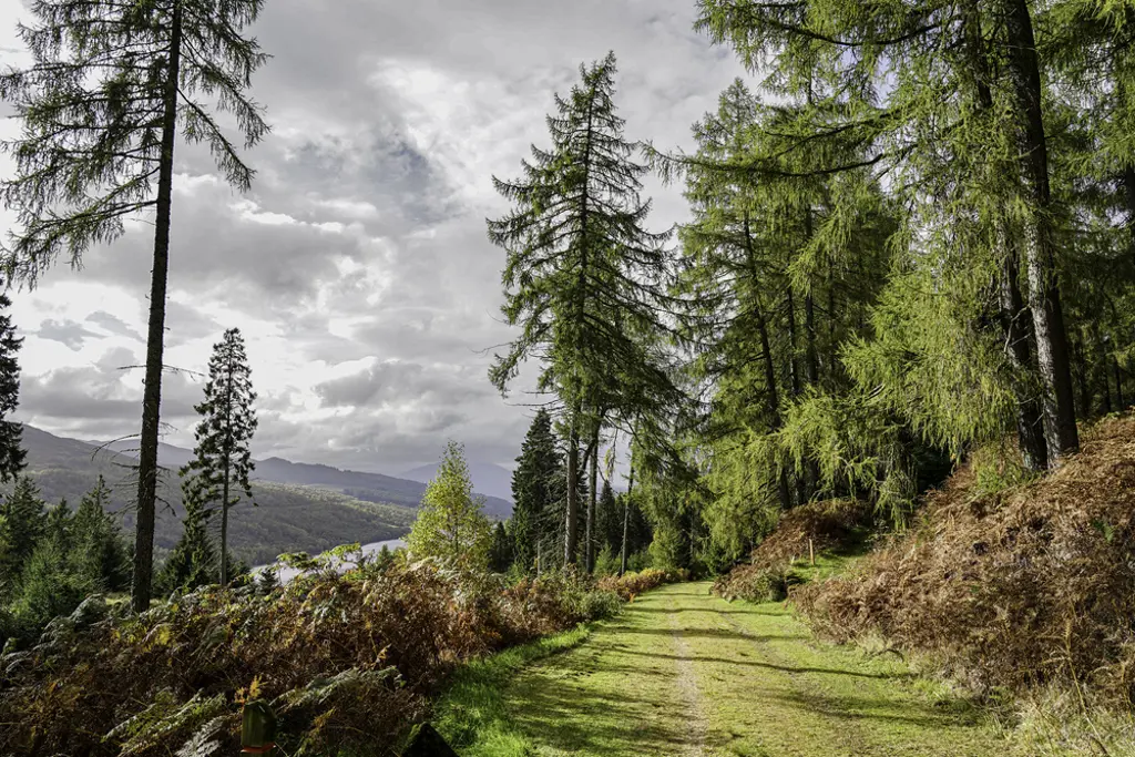 A sunny forest path overlooking a river.