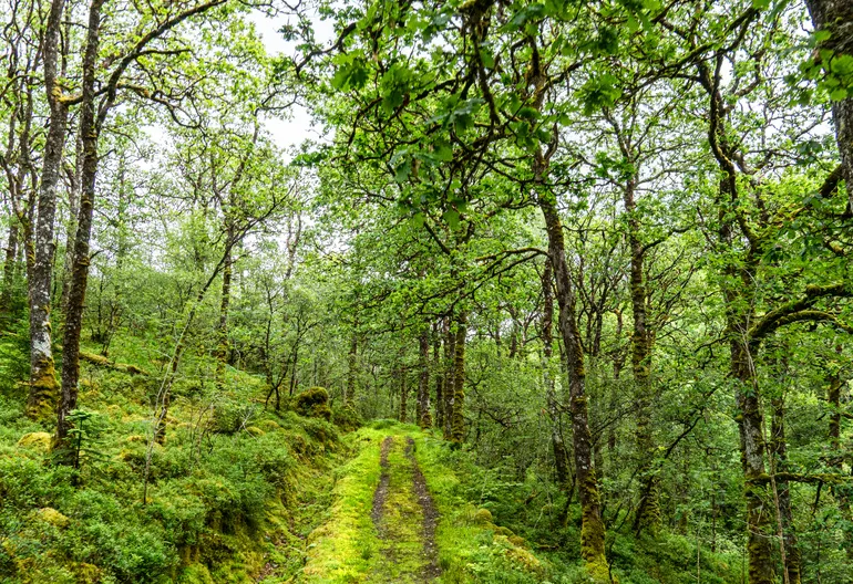 Barnaline Oakwood Trail