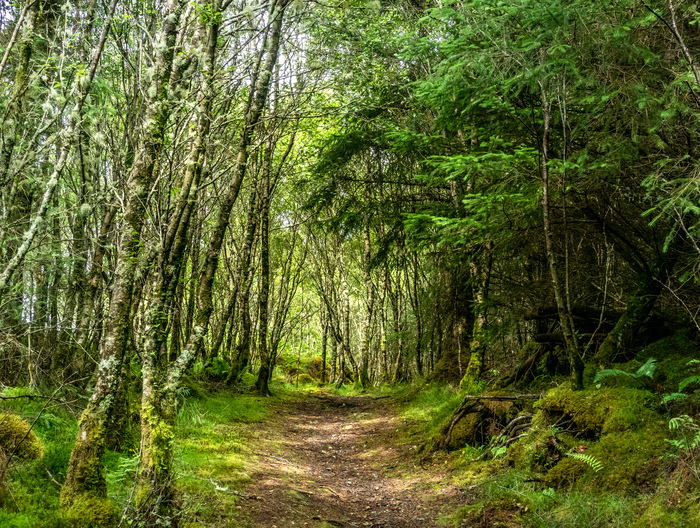 A path through a broadleaf forest 
