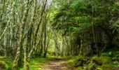 A path through a broadleaf forest 
