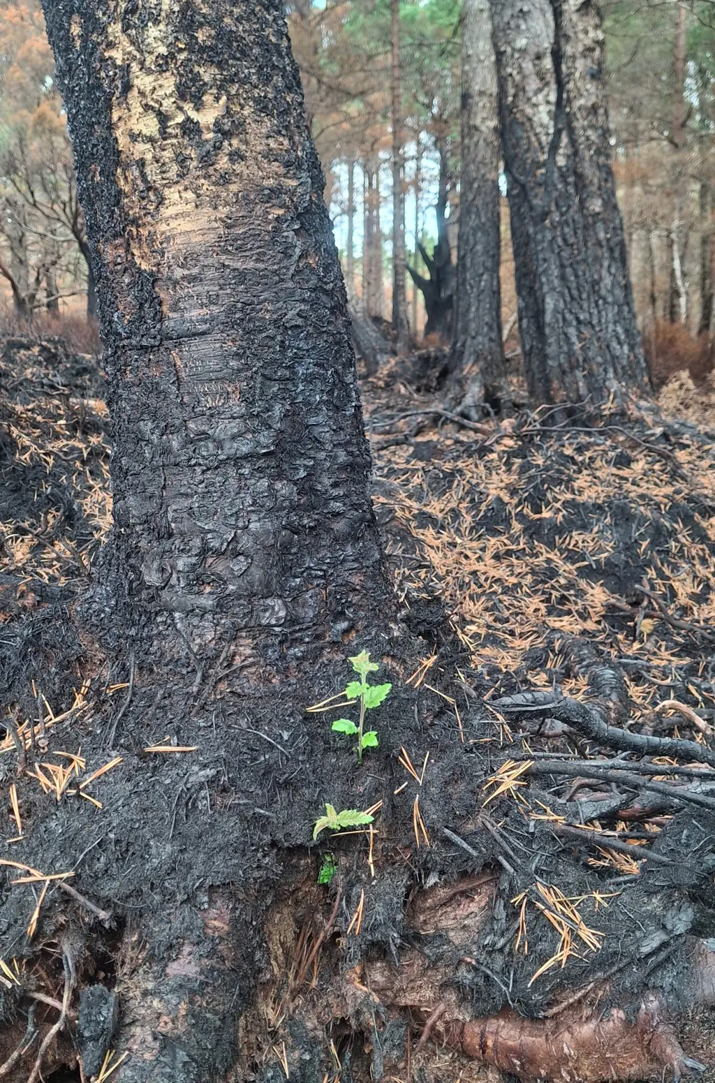 Fresh epicormic growth on heavily burned birch tree