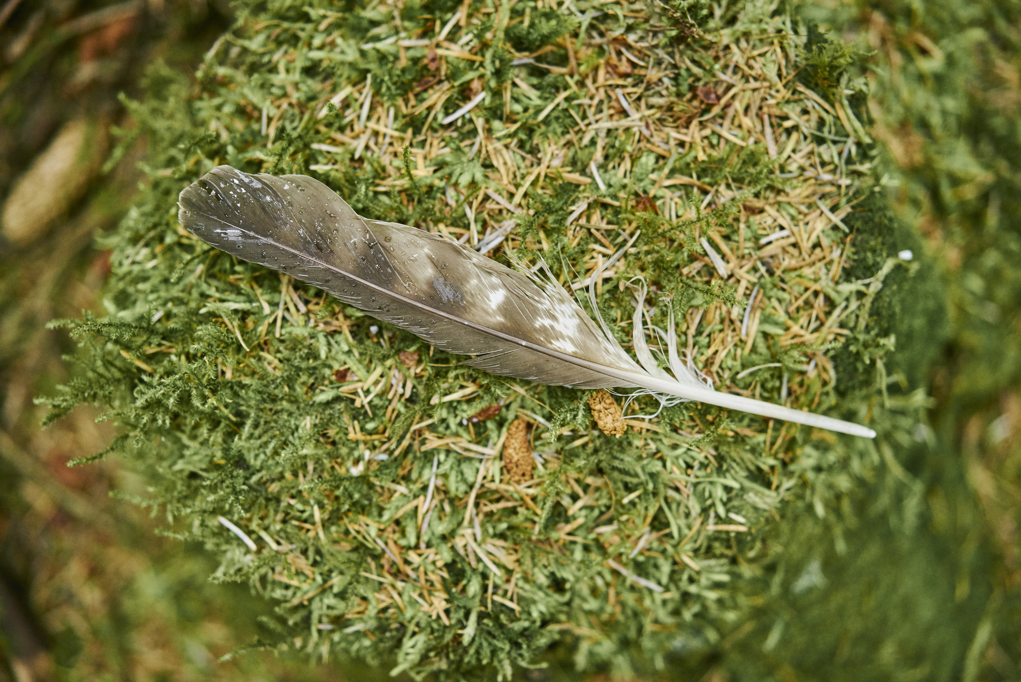 Osprey feather lies on bed of needles and moss, Tweed Valley Forest