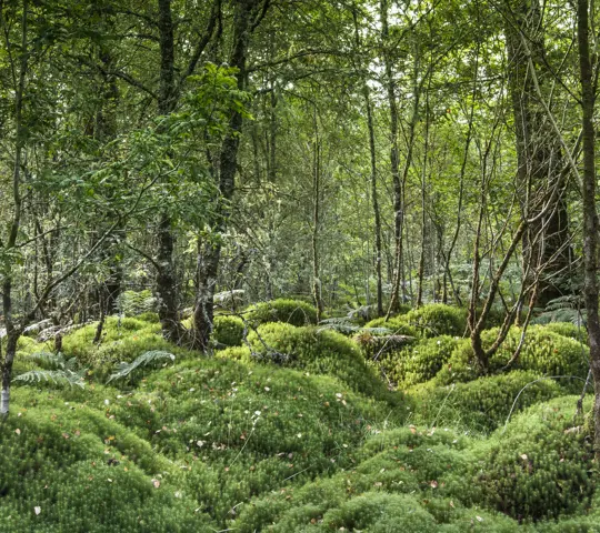 Moss covered trees and ground.