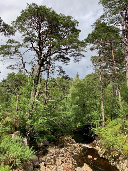 Pine trees in a forest