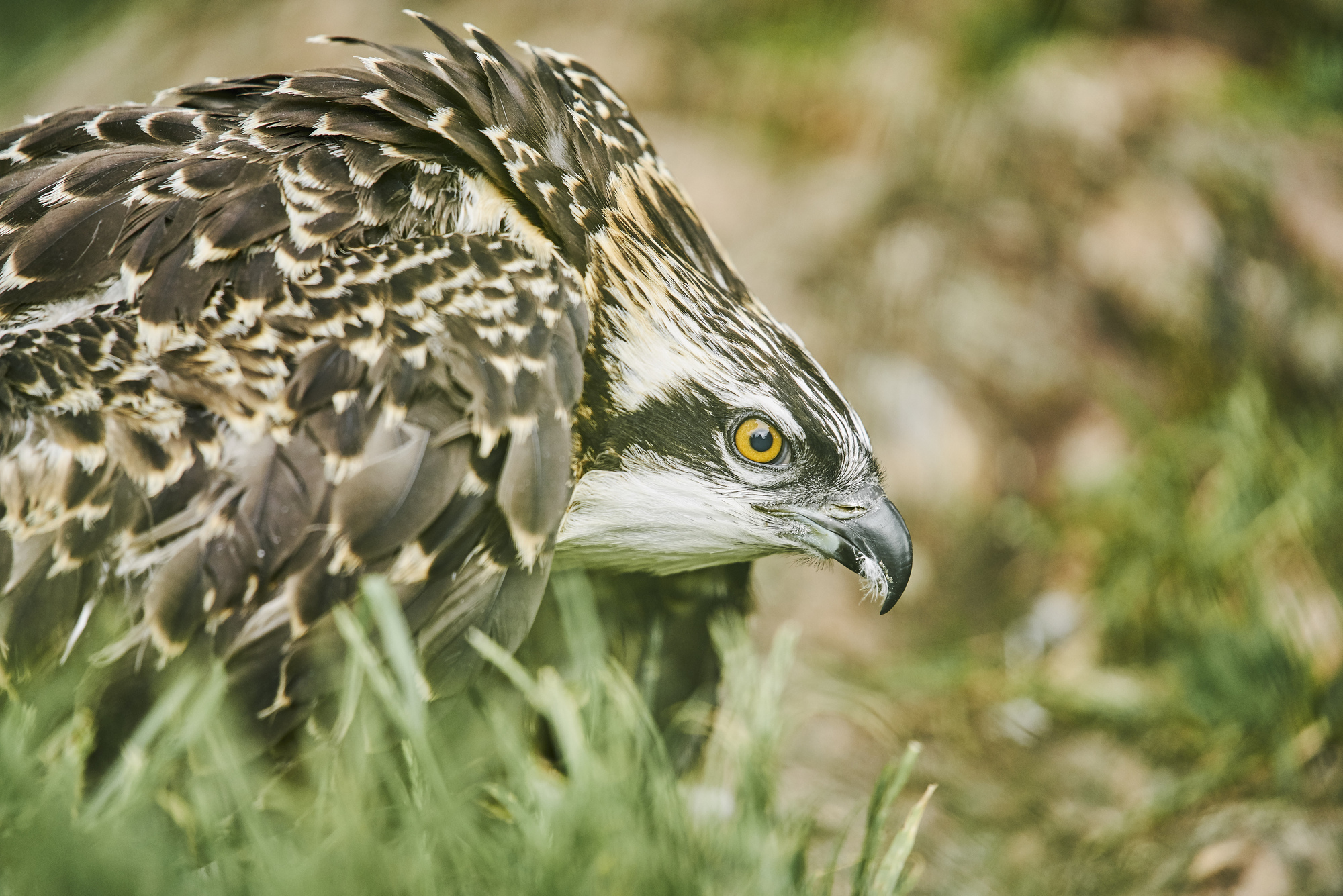 Osprey sits on grassy ground with beady eyes, Tweed Valley Forest