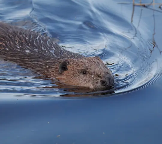 A female beaver swimming in blue water