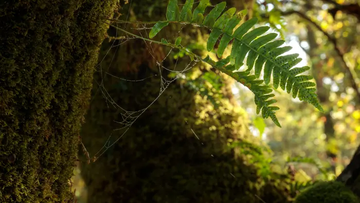 Beneline Tree Barnaline Forest Visitor Guide | FLS