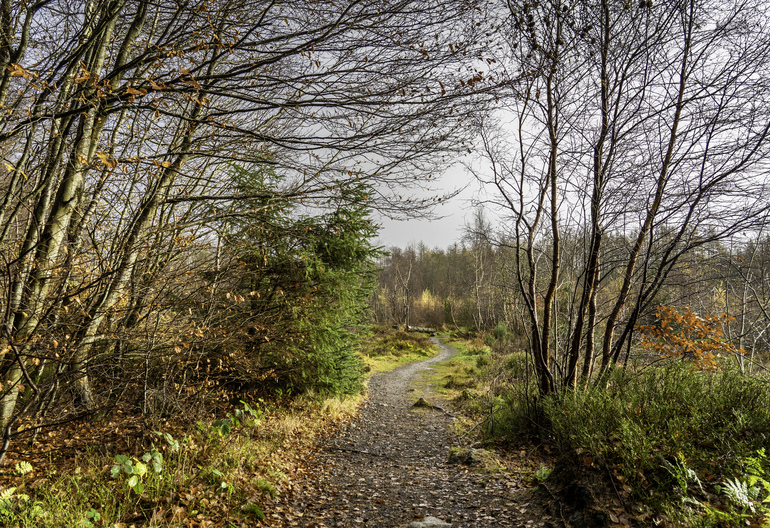 A walking path to an opening with autumn colours
