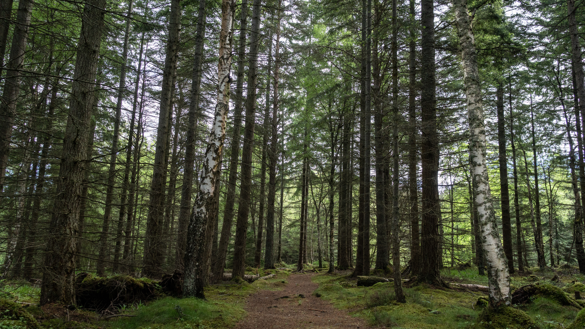  A conifer forest with ferns and moss on the forest floor A forest path in a conifer woodland with ferns and moss on the edges