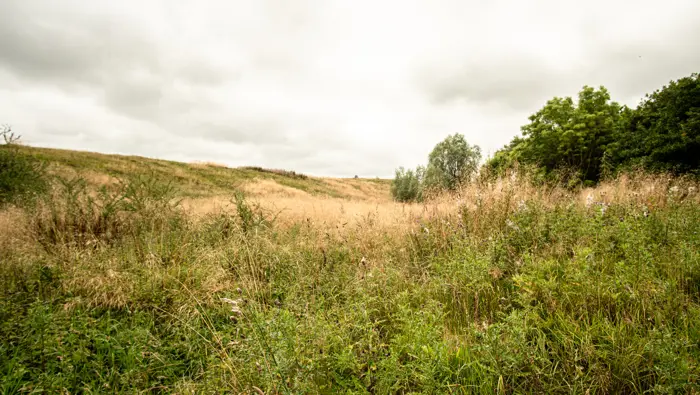 A meadow with a mixed forest