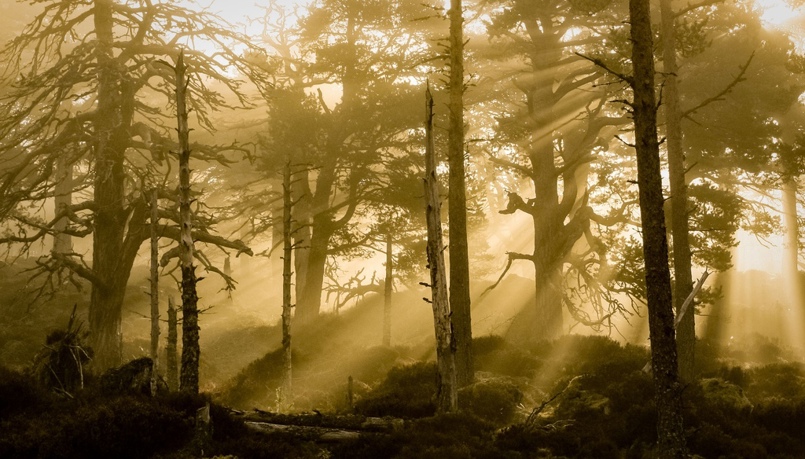 Sun rays shine through mist and silhouettes of bare trees and deadwood in ancient forest at Glenmore