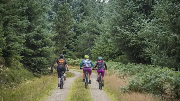 Three mountain bikers on a forest road.