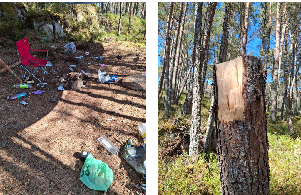 Photos of a chopped tree, garbage at a campsite in the forest.