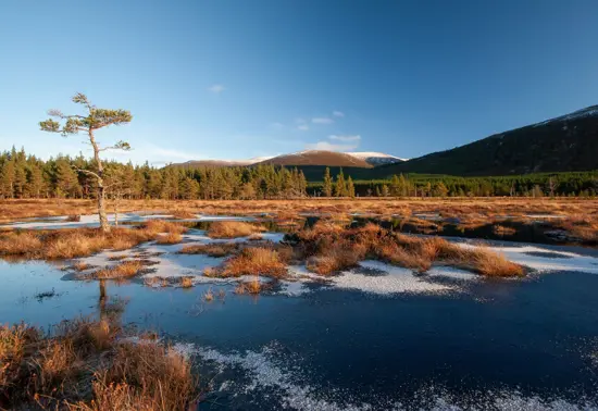 Frosty peatlands in the foreground with a forest and mountains in the background.