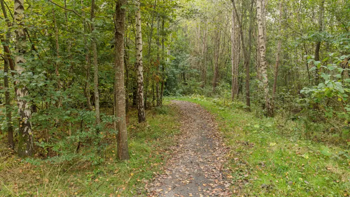  Path through woodland.
