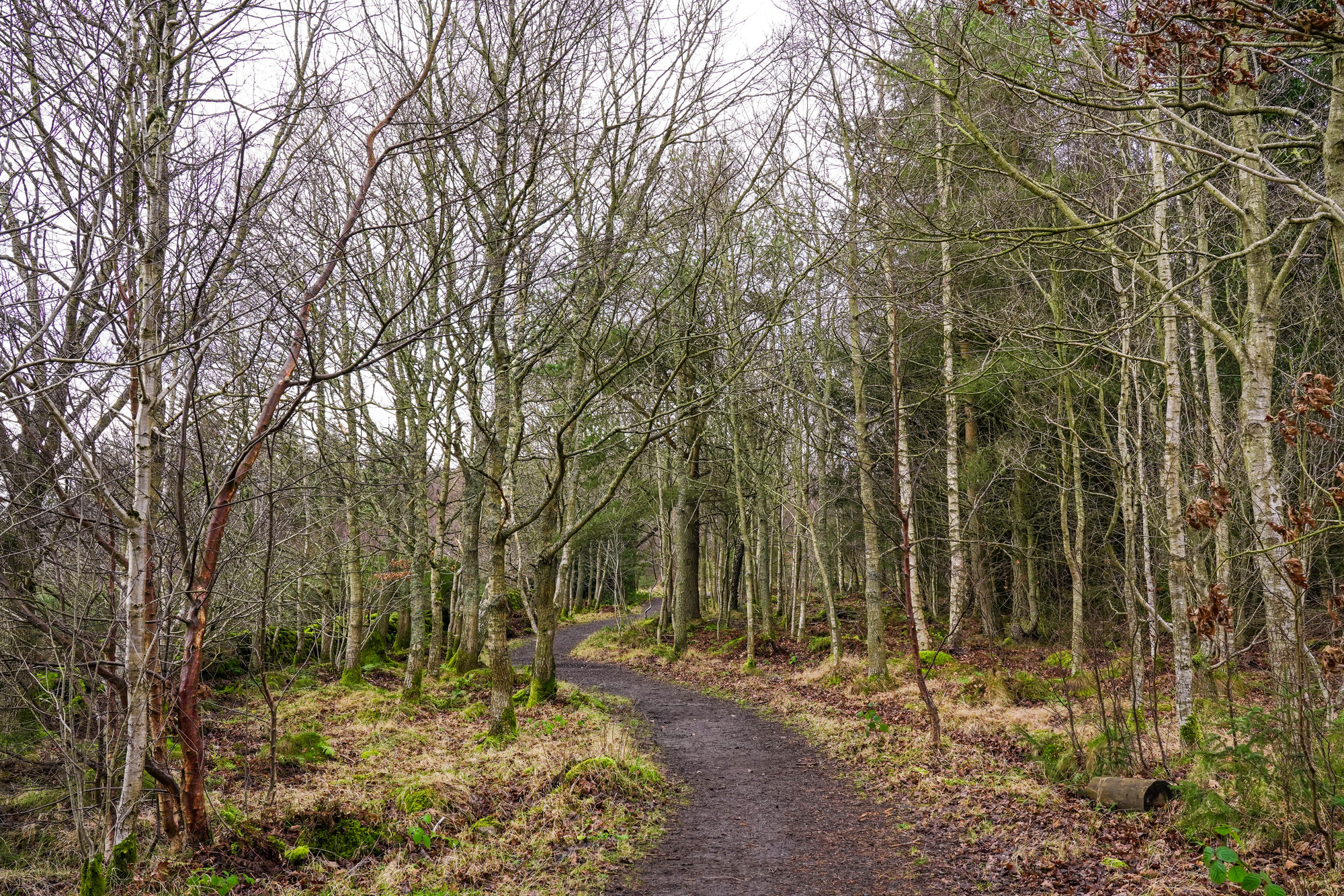 A winding forest path in winter