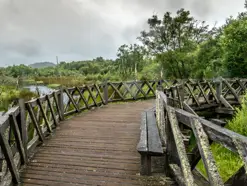 A wooden boardwalk through a wetland