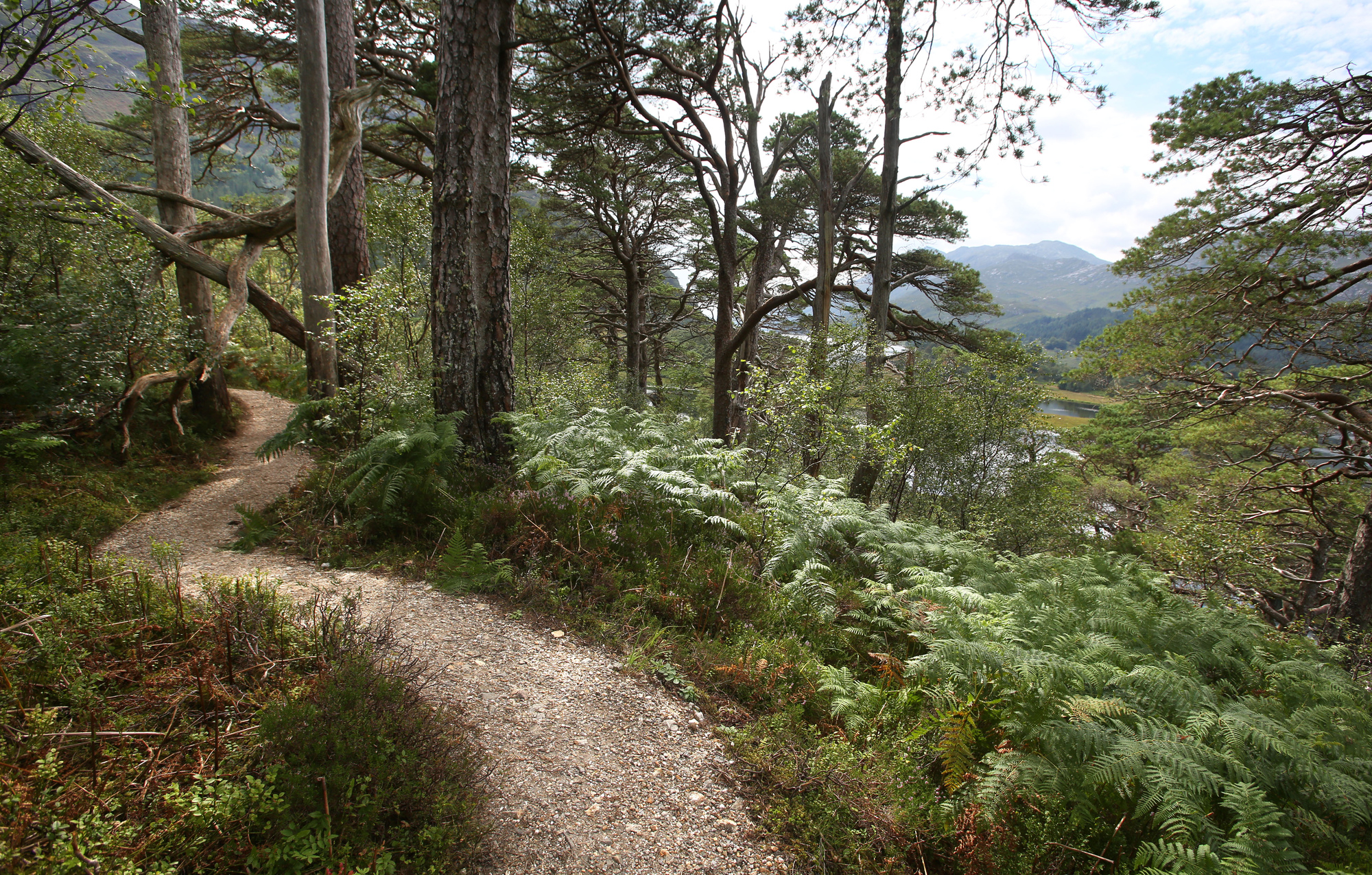 Woodland trail beside Loch Shiel, Glenfinnan
